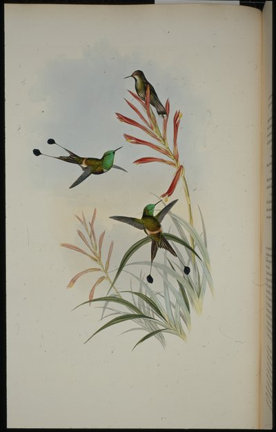 Racket-hale (Discura Longicauda) (håndfarget litho) av John (after) Gould