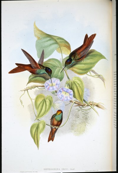 Regnbue (Diphogena Iris) (håndfarget litho) av John (after) Gould