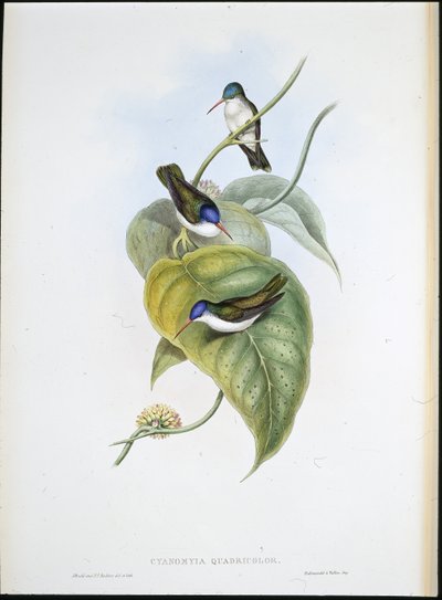 Rødnebb Azur-krone (Cyanomyia Quadricolor) (håndfarget litho) av John (after) Gould