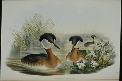 Rødhalset dukker (Podiceps Rubricollis) (håndfarget litho) av John (after) Gould