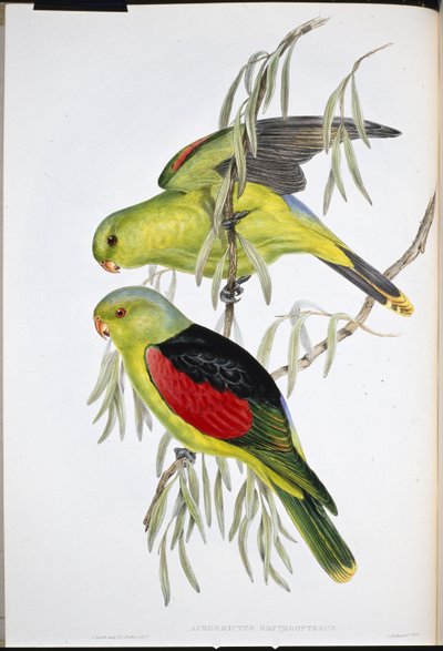 Rødvinget lory (Aprosmictus Erythropterus) (håndfarget litho) av John (after) Gould