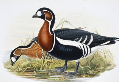 Rødbrynet gås (Bernicla Ruficollis (håndfarget litho) av John (after) Gould