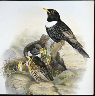 Ring Ouzel (Mer Ulatorquata) (håndfarget litho) av John (after) Gould