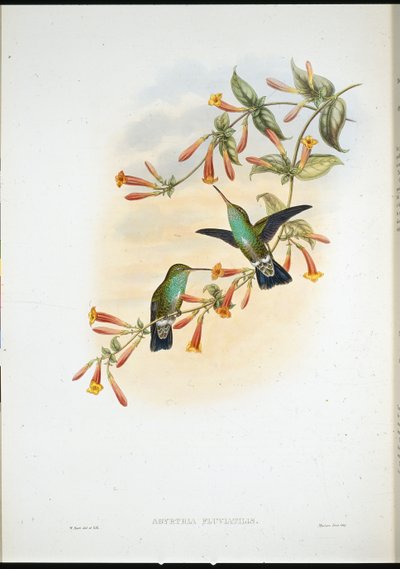Riverine Emerald (Agyrtria Fluviatilis) (håndfarget litho) av John (after) Gould