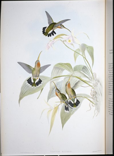 Rucker's Eremitt (Glaucis Ruckeri) (håndfarget litho) av John (after) Gould