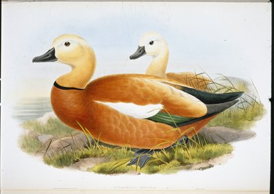 Ruddy Shelldrake (håndfargede medlemmer) av John (after) Gould