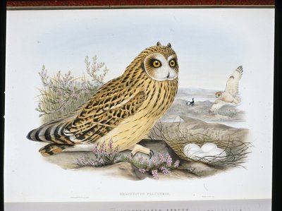 KORTHØRET UGLE (Brachyotus Palustris) (håndfarget litho) av John (after) Gould