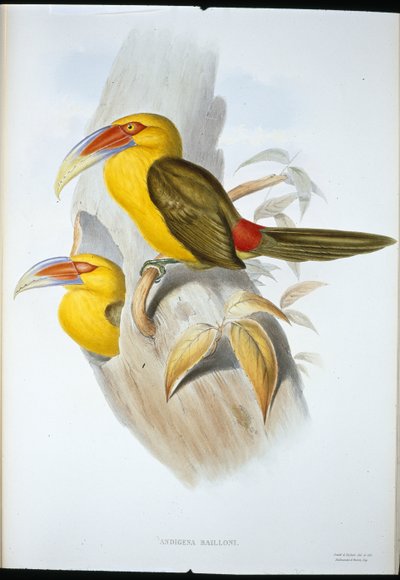 Safranfarget Hill Toucan (Andigena Bailloni) (håndfarget litho) av John (after) Gould