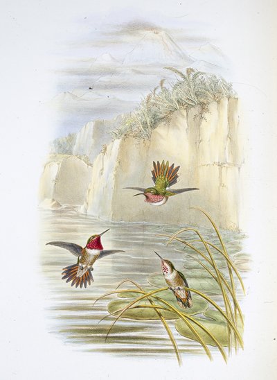 Salvins flammebærer. (Selasphorus ardens). (håndfarget litho) av John (after) Gould