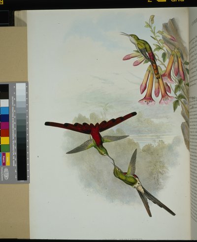 Sappho Comet (cometes sparganurus) (håndfarget litho) av John (after) Gould