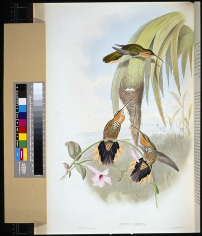 Sagnebb (grypus naevius) (håndfarget litho) av John (after) Gould