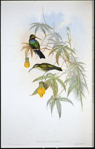 Schreibers kolibri (Ionolaima Schreibersi) (håndfarget litho) av John (after) Gould
