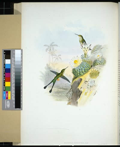 Saksehale Racket-hale (spathura scissiura) (håndfarget litho) av John (after) Gould