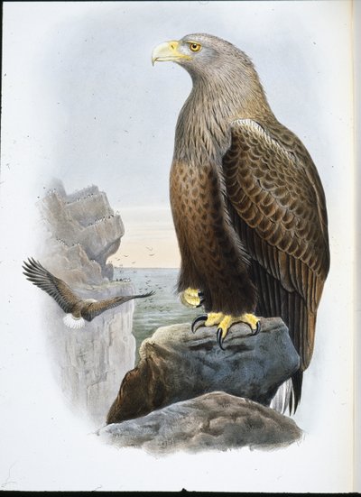 Havørn (Haliaetus Albicilla) (håndfarget litho) av John (after) Gould