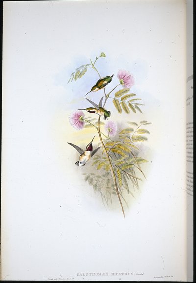 Korthalet trestjerne (Calothorax Micrurus) (håndfarget litho) av John (after) Gould