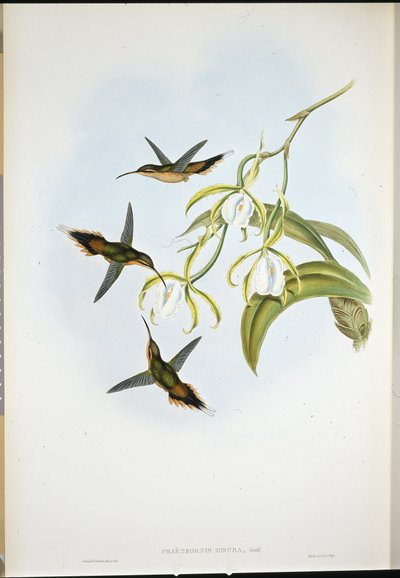 Southern Eremitt (Phaethornis Zonura) (håndfarget litho) av John (after) Gould