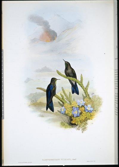 Southern Thorn-bill (Ramphomicron Vulcani) (håndfarget litho) av John (after) Gould