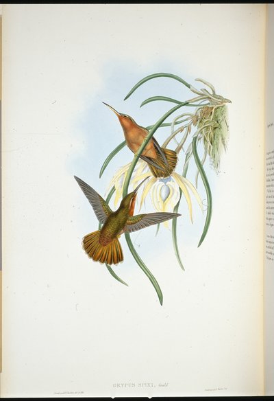 Spixs sagnebb (Grypus Spixi) (håndfarget litho) av John (after) Gould