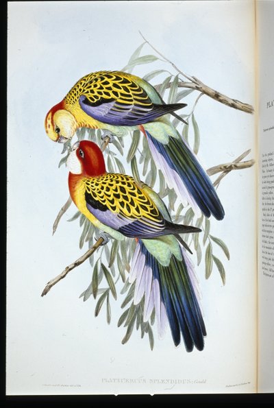 Splendid Parakeet (Splendid Palatycercus) (håndfarget litho) av John (after) Gould
