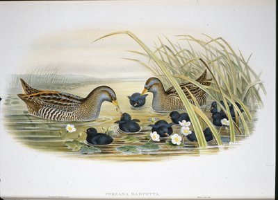 Spotted Crake (Porzana Maruetta) (håndfarget litho) av John (after) Gould