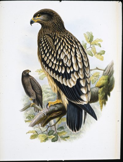 Spotted Eagle (Aquila Naevia) (håndfarget litho) av John (after) Gould