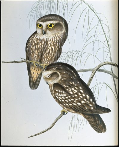 Flekkugle (Athene Maculata) (håndfarget litho) av John (after) Gould