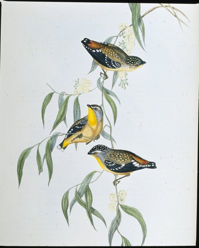 Spotted Pardalote (Pardalotus Punctatus) (håndfarget litho) av John (after) Gould