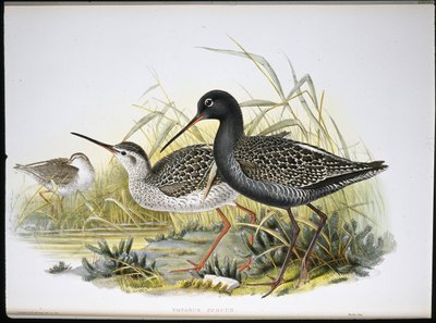 Spotted Redshank (Totanus Fuscus) (håndfarget litho) av John (after) Gould