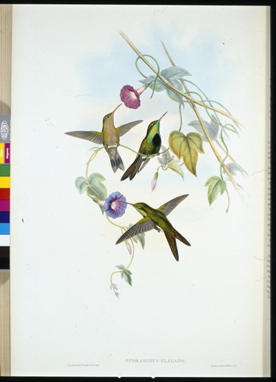 St. Domingo's Humming-bird (Sporadinus Elegans) (håndfarget litho) av John (after) Gould