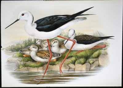 Stylte (Himantopus Candidus) (håndfarget litho) av John (after) Gould