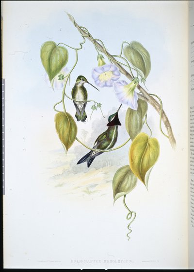 Stripebreasted Star-throat (heliomaster mesoleucus) (håndfarget litho) av John (after) Gould