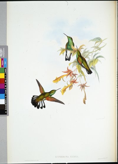 Stripe-hale kolibri (Eupherusa Eximia) (håndfarget litho) av John (after) Gould