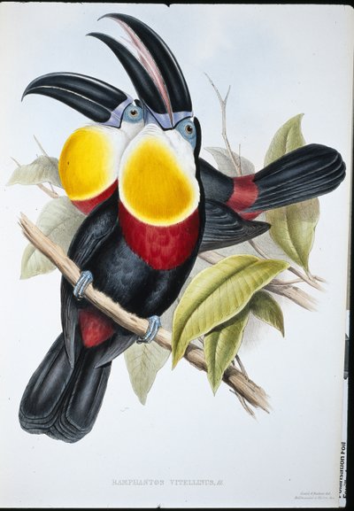 Svovel- og hvitbrynet tukan (Ramphastos Vitellinus) (håndfarget litho) av John (after) Gould