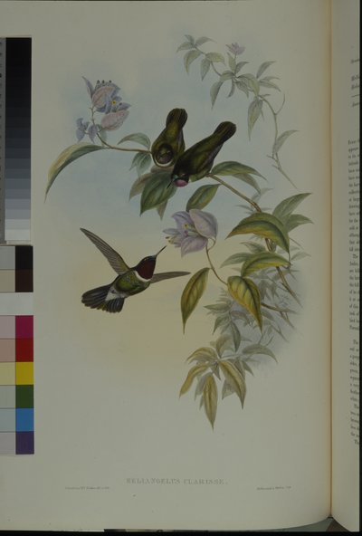 Solengel (Heliangelus Clarisse) (håndfarget litho) av John (after) Gould