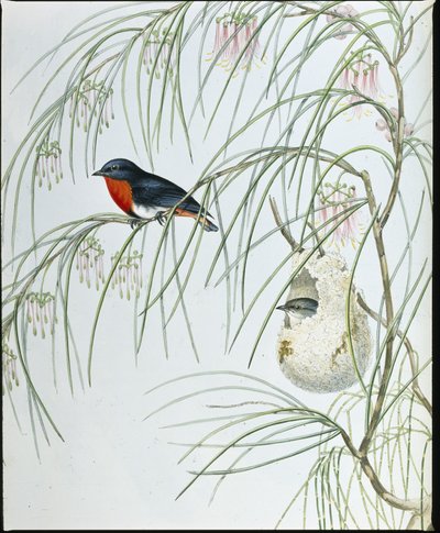 Swallow Dicaeum (håndfargede figurer) av John (after) Gould