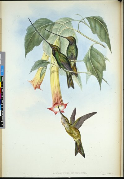 Sverdnebb (Docimastes Ensiferus) (håndfarget litho) av John (after) Gould