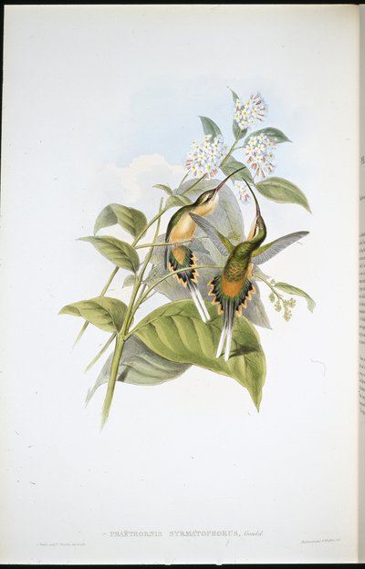 Togbærende eremitt (Phaethornis Syrmatophorus) (håndfarget litho) av John (after) Gould