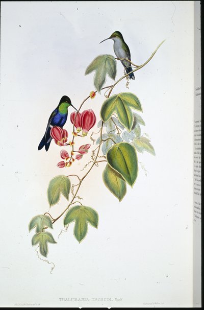 Tschudis Panoplites (Thalurania Tschudi) (håndfarget litho) av John (after) Gould