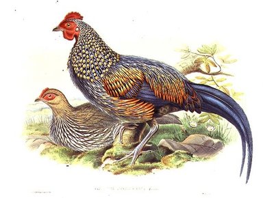 To asiatiske fasaner (Gallus Sonneratii) gravert av kunstneren og William Hart (1823-1894) (litho) av John (after) Gould