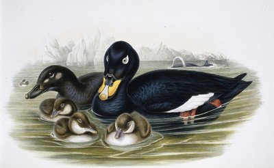 Velvet Scoter (oidemla fusca) (håndfarget litho) av John (after) Gould
