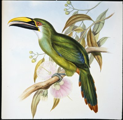 Wagler's Groove-bill (Aulacoramphus Wagleri) (håndfarget litho) av John (after) Gould