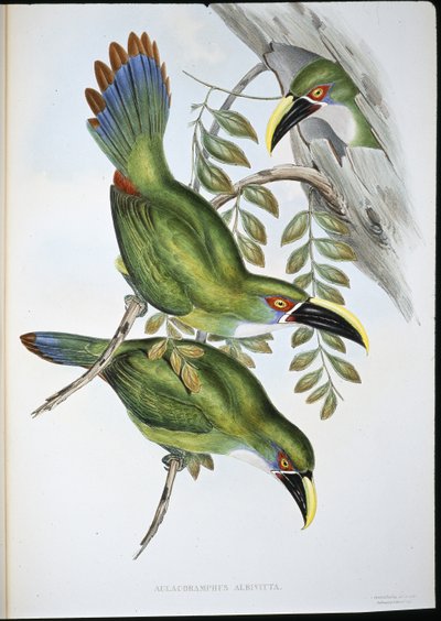 Hvitbåndet Groove-bill Toucan (Aulacoramphus Albivitta) (håndfarget litho) av John (after) Gould