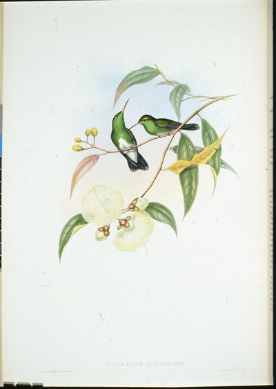 Smaragd med hvit mage (Thaumatias Albiventris) (håndfarget litho) av John (after) Gould