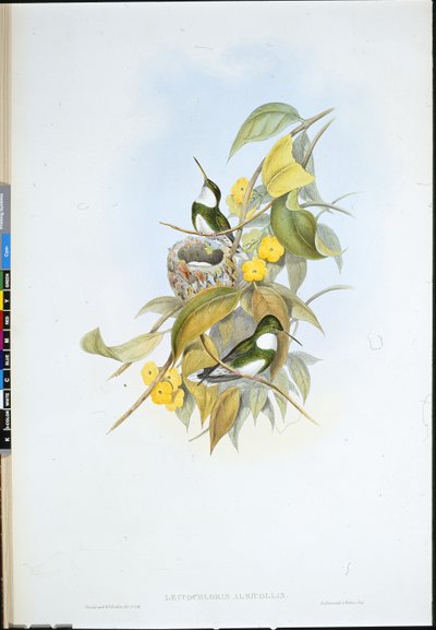 Hvitstrupe (Leucochloris Albicollis) (håndfarget litho) av John (after) Gould