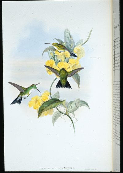 Hvitstrupet smaragd (Thaumatias Leucogaster) (håndfarget litho) av John (after) Gould