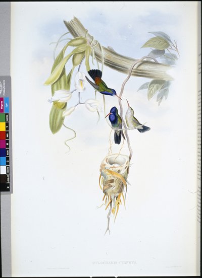 Hvitstrupet safir (Hylocharis Cyaneus) (håndfarget litho) av John (after) Gould