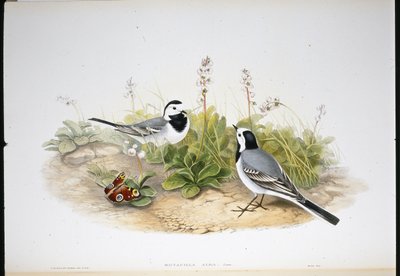 Hvit vipstjert (Motacilla Alba) (håndfarget litho) av John (after) Gould