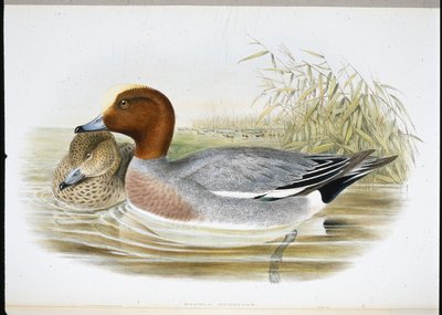 Widgeon (Mareca Penelope) (håndfarget litho) av John (after) Gould