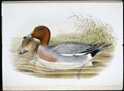 Widgeon (Mareca Penelope) (håndfarget litho) av John (after) Gould