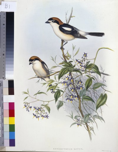 Woodchat Shrike (Enneoctonus Rufus) (håndfarget litho) av John (after) Gould